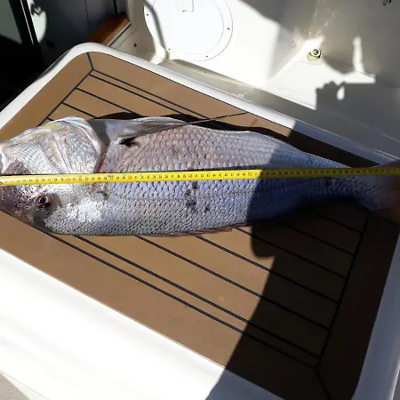 Antares Apartamento Mali Lošinj